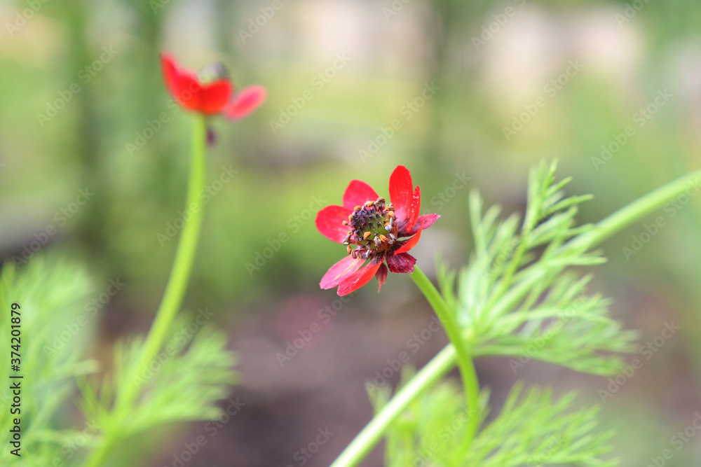 red adonis flower in the garden red adonis flower in the garden