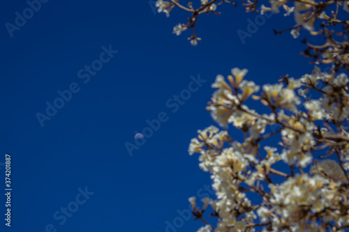 Galhos de ipê cheio de flores brancas com lua no céu azul ao fundo.