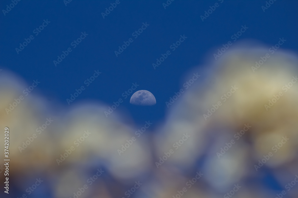 Fotografie Lua em céu azul entre flores de ipê branco desfocadas.