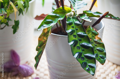 Calathea lancifolia (peacock plant) houseplant in a white pot on a sunny windowsill in a modern urban apartment.  photo