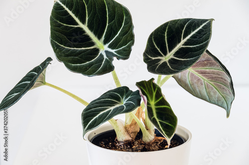 Alocasia reginula 'black velvet' leaf. Tropical potted plant on a white background. Exotic trendy houseplant detail. photo