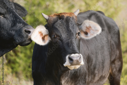 Cow behavior between two black cows close up on farm.