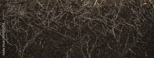 grass with roots and soil photo