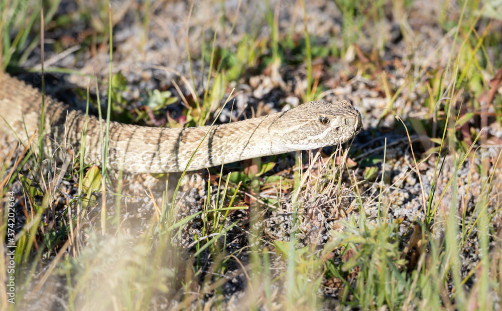 Naklejka premium Prairie rattlesnake
