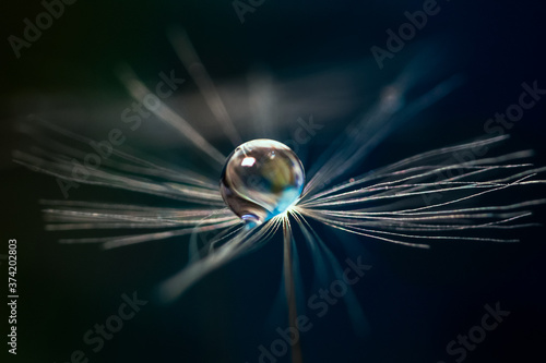 Macro shot of rain drop on a dandelion seed