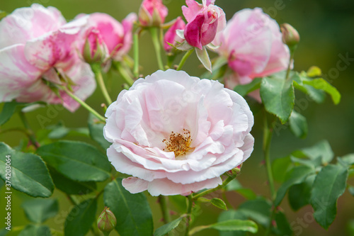 Tender light pink garden rose close up