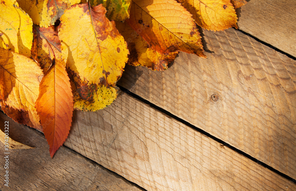 Obraz premium Natural fallen leaves on a wooden background. Copy space. Autumn concept