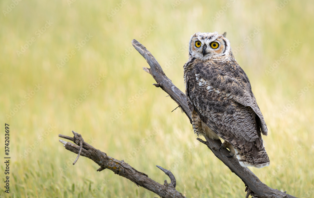 Obraz premium Great horned owl in the wild