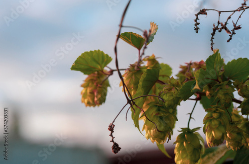 A sprig of hops with cones against the sky in the first minutes of dawn. Close up, shooting against a light source.