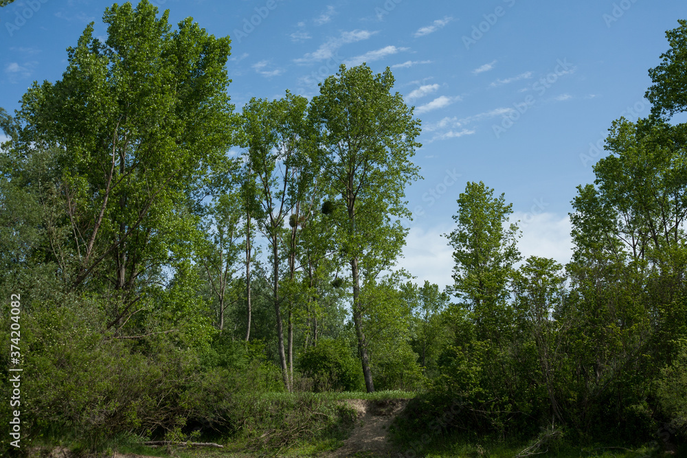 Fototapeta premium Low angle shot of green-leaved trees on a blue sky background
