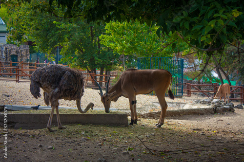  Antelope and Ostrich in Belgrade zoo, Serbia