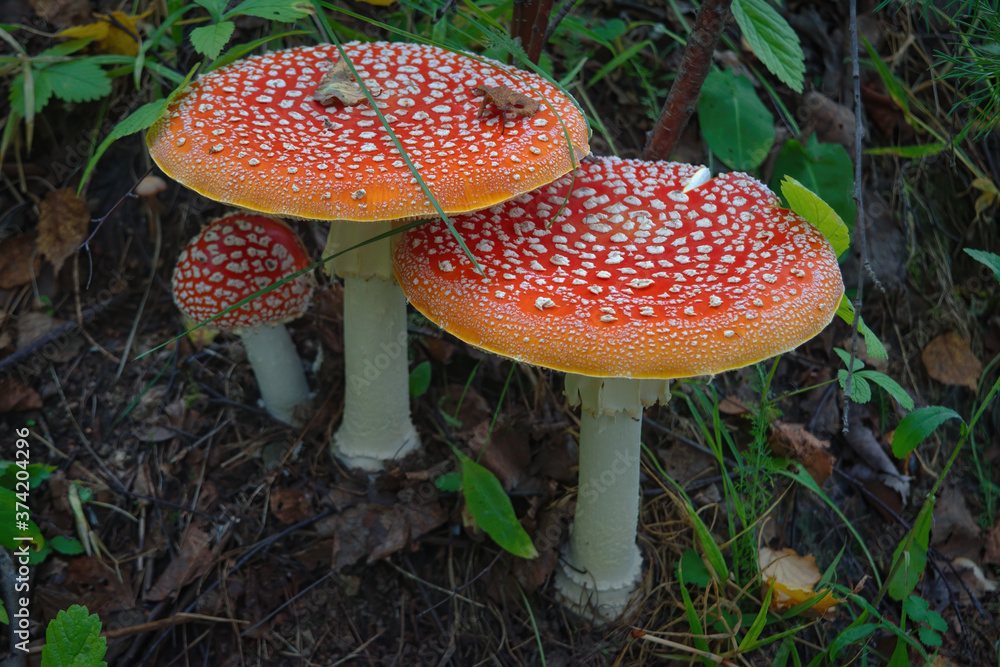 Fototapeta premium Poisonous Amanita muscaria mushrooms grow up in a autumn forest.