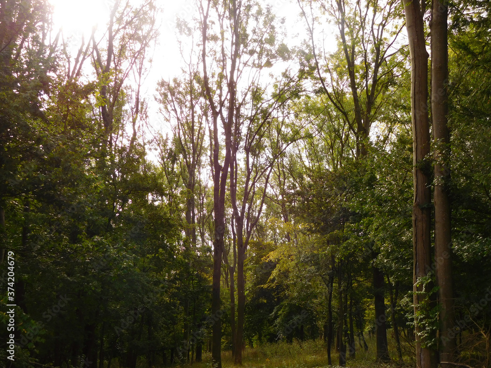 Fototapeta premium Woodland