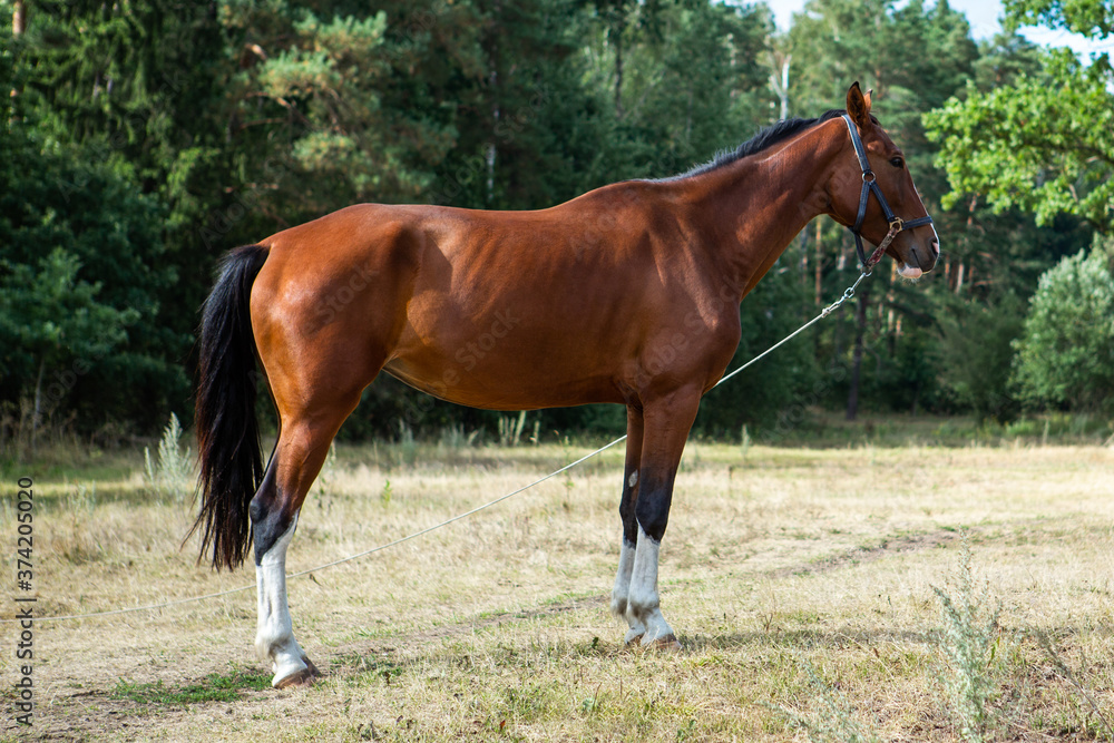 Obraz premium A stunning thoroughbred Bay horse grazing in a meadow in evening sunshine.
