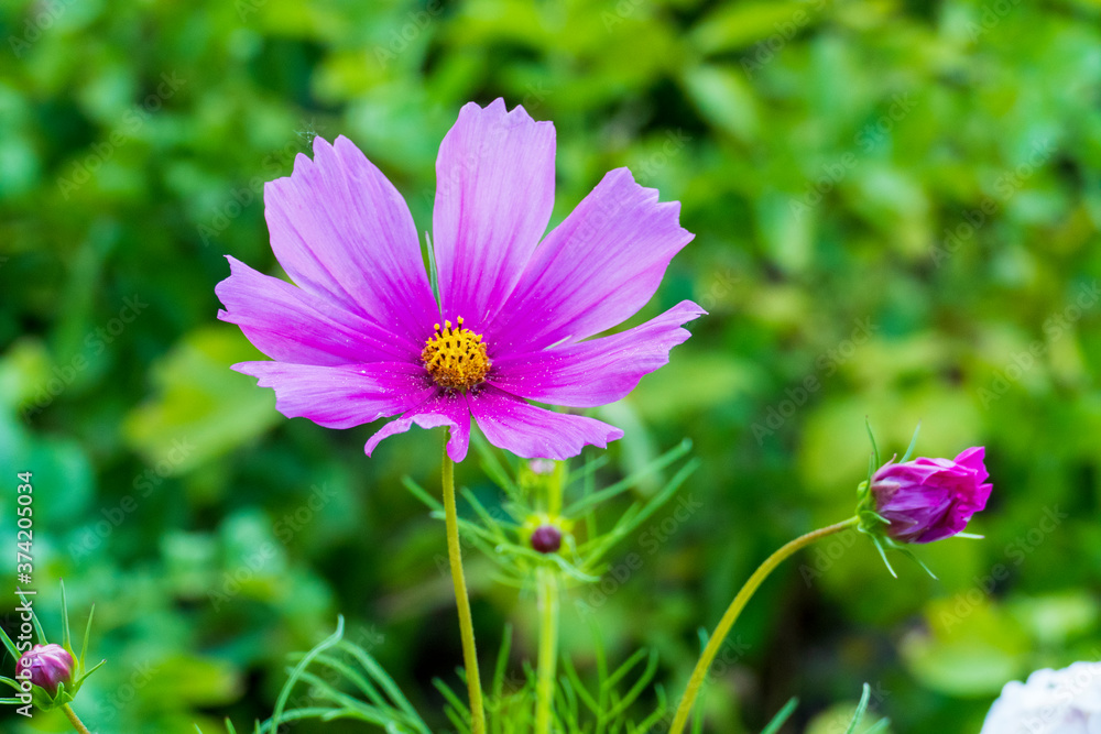 Lila Schmuckkörbchen, Cosmea Blütte vor unscharfem Hintergrund Lila Schmuckkörbchen, Cosmea Blütte vor unscharfem Hintergrund