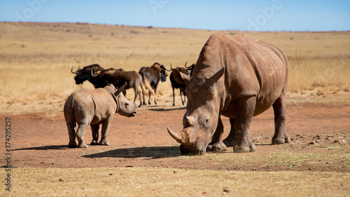 Mother and baby rhino are standing next to each other.