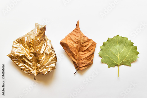 Creative layout of three autumn leaves - metallic golden, dry brown and green on white background.