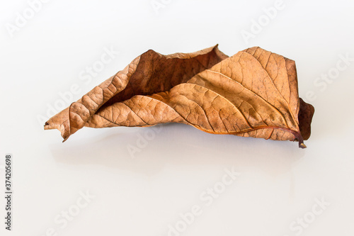 Wallpaper Mural Single old aged wilted dry leaf on white background. Photo with copy blank space. Torontodigital.ca