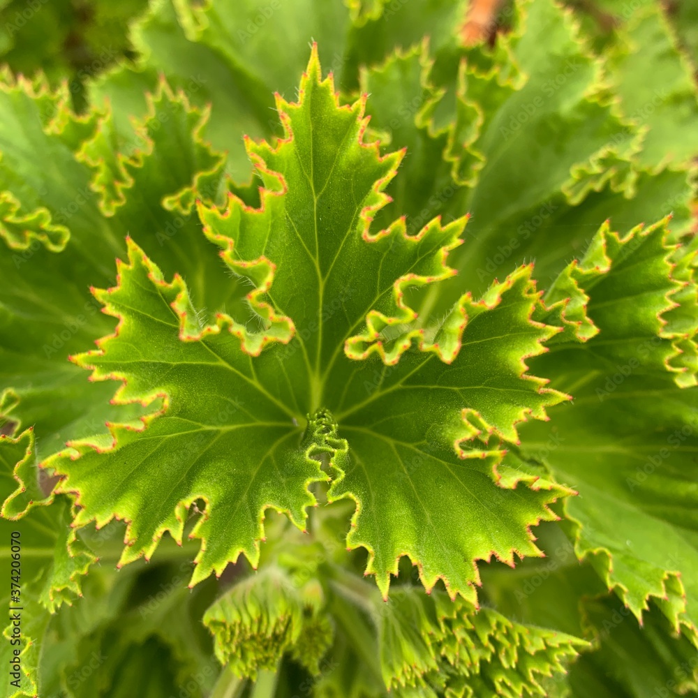 Feuille verte Feuille verte