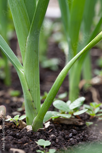 Garlic growing in a row closeup