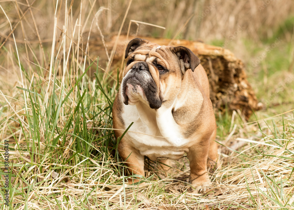 Red English Bulldog out for a walk standing on the dry grass in Autumn