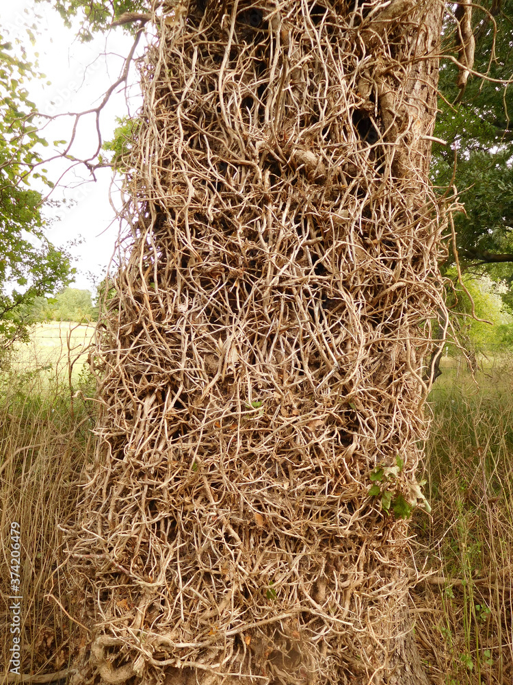 Naklejka premium Old tree covered in dead ivy roots