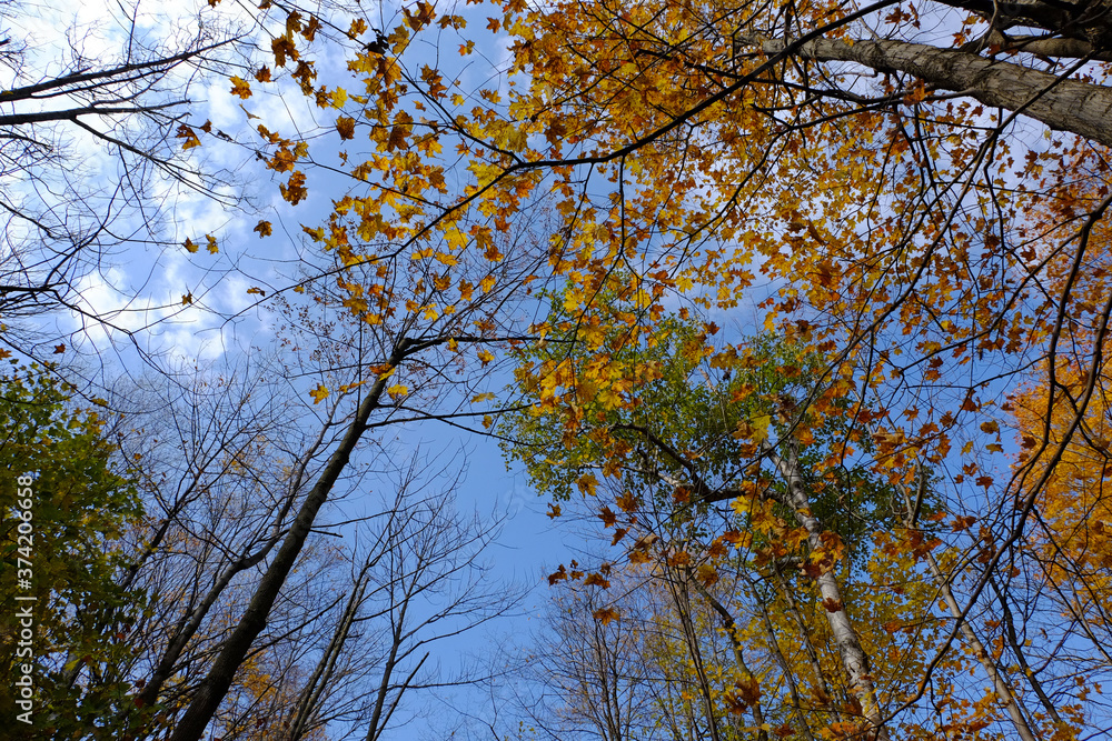 Fototapeta premium Cielo de otoño