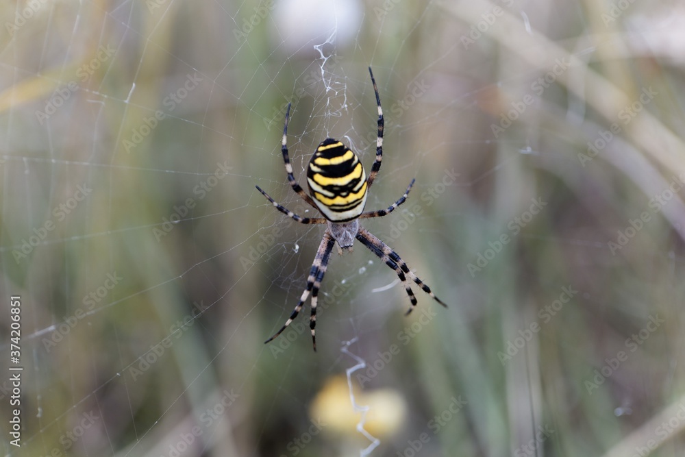 Female wasp spider, Argiope bruennichi, on the net. Female wasp spider, Argiope bruennichi, on the net.