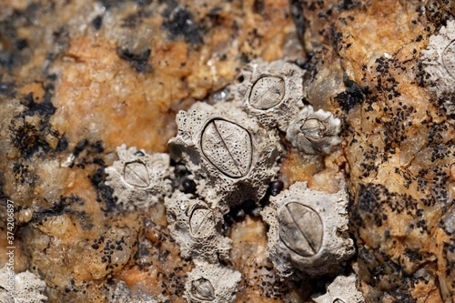 Poli stellate barnacle s0hell, Chthamalus stellatus, on a rocky substrate