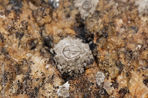 Obraz na plátně Poli stellate barnacle s0hell, Chthamalus stellatus, on a rocky substrate