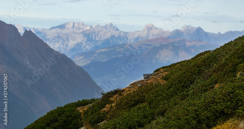 High alpine shrubs with the Alps in the background