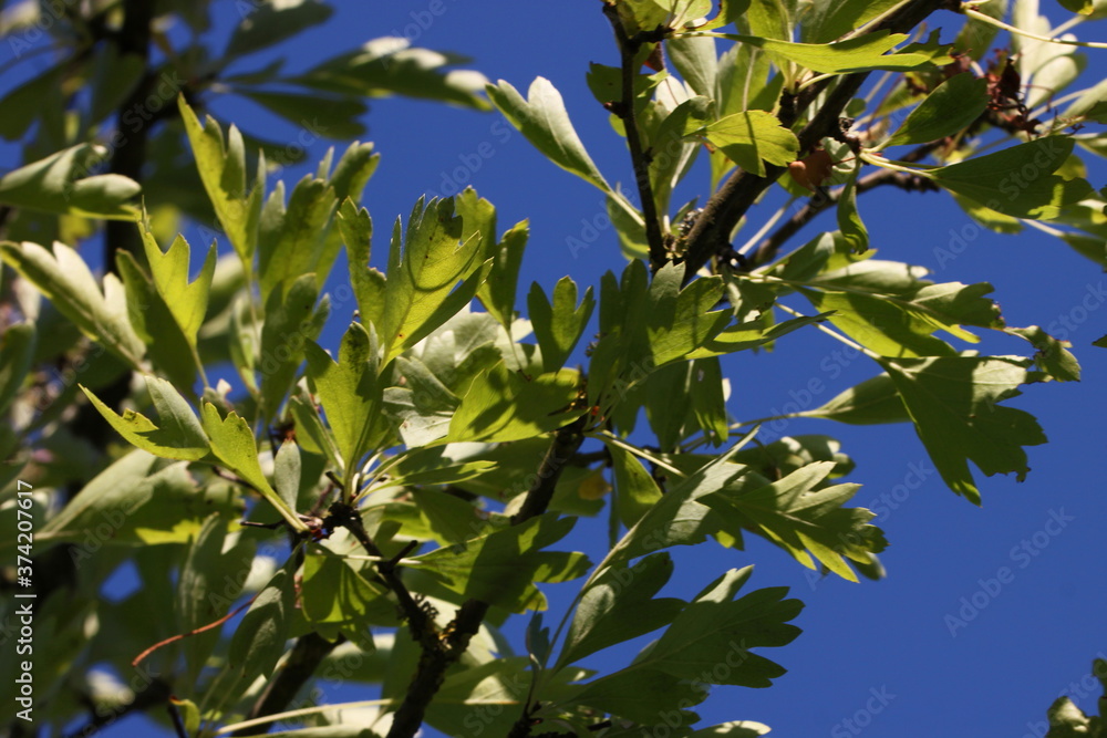 Common hawthorn ( Crataegus monogyna ) branch with green leaves in summer against blue sky