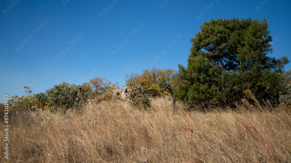 Beautiful mountain landscape of autumn, winter savanna in South Africa Beautiful mountain landscape of autumn, winter savanna in South Africa