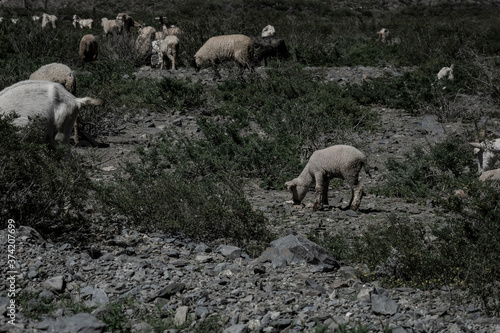 Sheep Eating