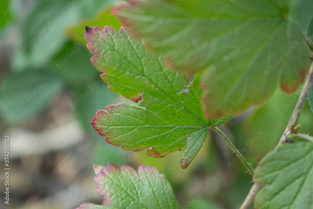 Peekaboo Leaf