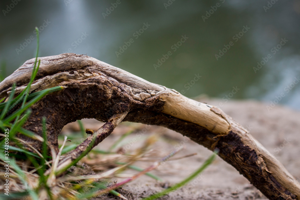 Tree Root on the River