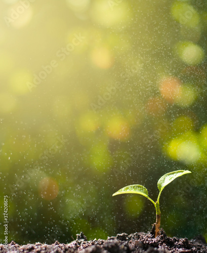 green sprout under the raindrops in the nature blurred background