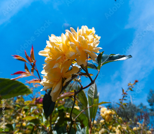 Fotografija las rosas amarillas son esplendidas pero tienen espinas a tener cuidado