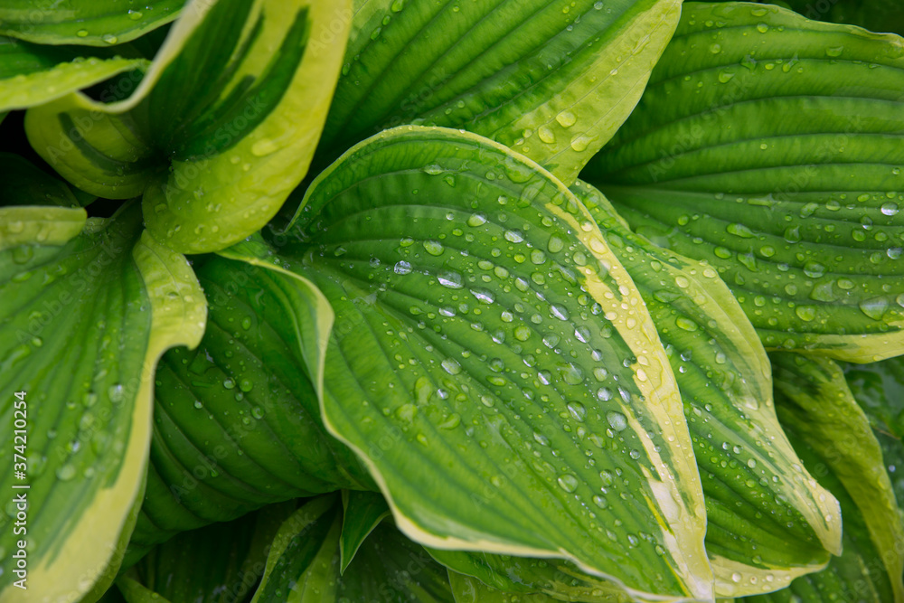 Beautiful Hosta, leaves with raindrops close-up. Backgrounds, textures Beautiful Hosta, leaves with raindrops close-up. Backgrounds, textures