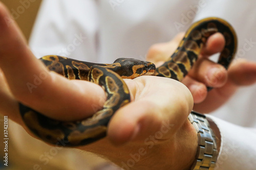 a small python sits on the hand