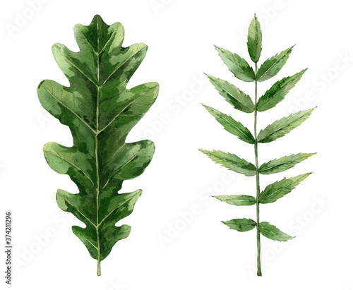Green oak and rowan leaf. Watercolour tree leaves set. Botanical illustration isolated on white background.