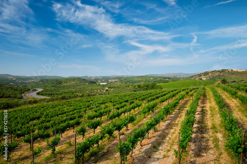 Wineyard with grape rows. Crete island, Greece © Dmitry Rukhlenko