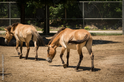 Two Brown Horses in a Horse Corral on a sunny day