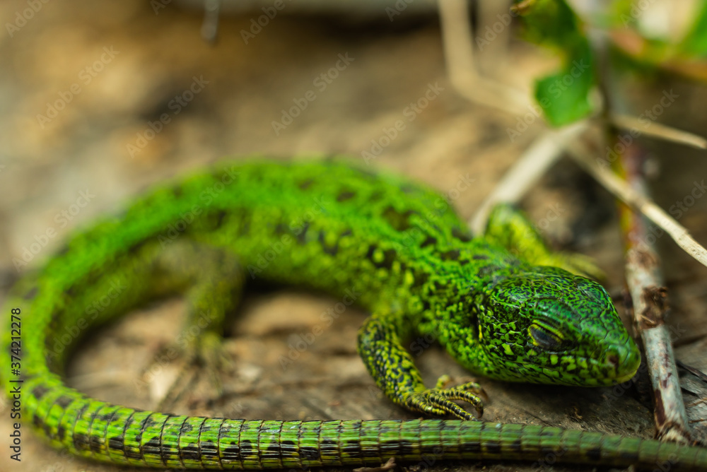 green lizard on a tree basking in the sun eyes closed green lizard on a tree basking in the sun eyes closed