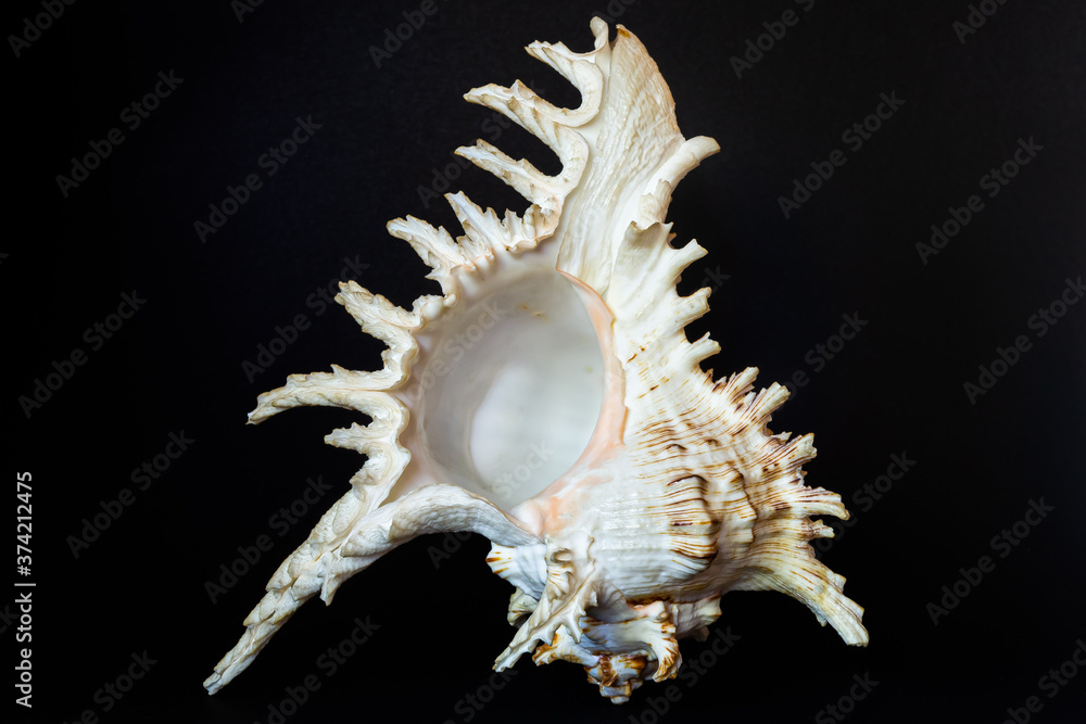 white and brown seashell from the south seas white and brown seashell from the south seas