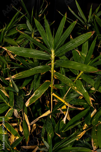 Dwarf Fernleaf Bamboo (Pleioblastus distichus) photo