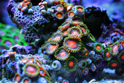 Underwater world. Zoanthida – colonial inhabitants of sea reefs.