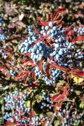 Fruits of Oregon Grape (Mahonia aquifolium)