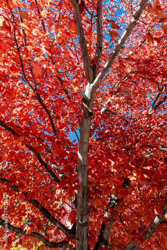 Red Leaves of a Tree in Autumn