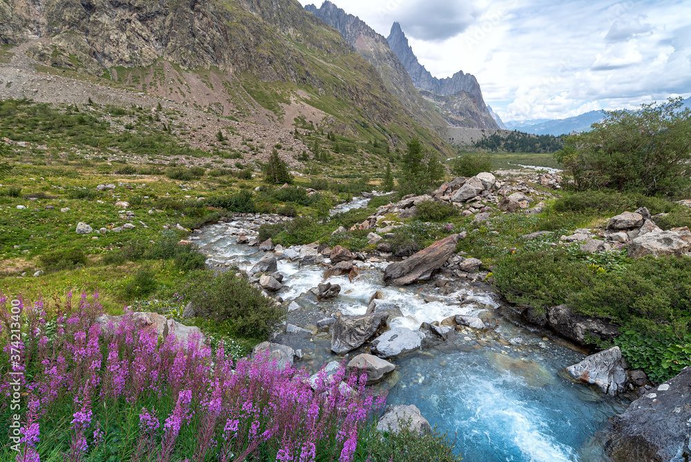 Pink flowers Val Veny - Courmayeur - Valle d'Aosta - Italy